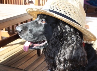 Para su tranquilidad y la de su mascota, este 15 de agosto abrimos