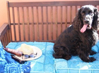 Evita los golpes de calor de tu mascota