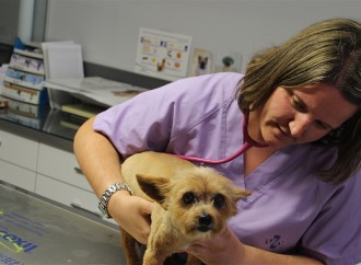 Centre Veterinari de Teulada, donde cuidar y poner guapa a su mascota