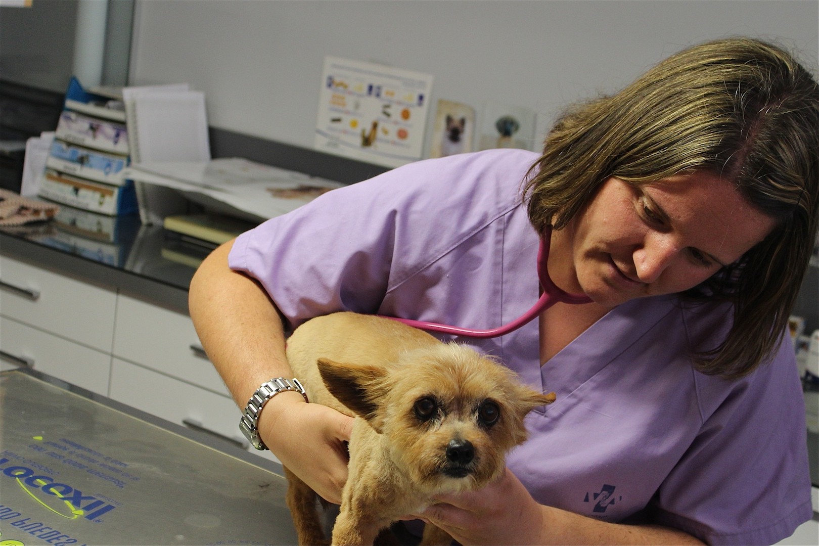 Centre Veterinari de Teulada, donde cuidar y poner guapa a su mascota