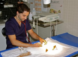 La importancia del control y la prevención en mascotas adultas