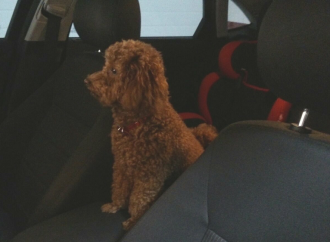 Este verano viaja con tu mascota