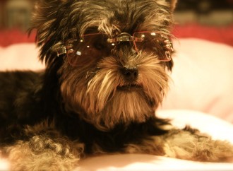 Los mejores mimos para el mejor amigo del hombre: el perro