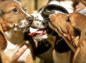 Nacen los primeros perros por fecundación in vitro
