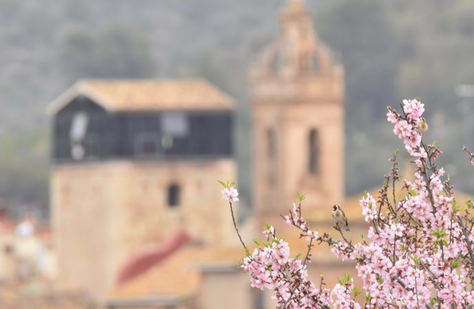 El espectáculo de los almendros en flor en Alcalalí