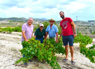 Arranca la temporada de uva moscatel en Teulada con una merma de producción de un 50% con respecto a un año normal