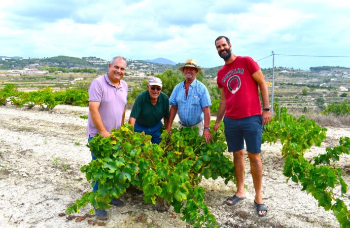 Arranca la temporada de uva moscatel en Teulada con una merma de producción de un 50% con respecto a un año normal