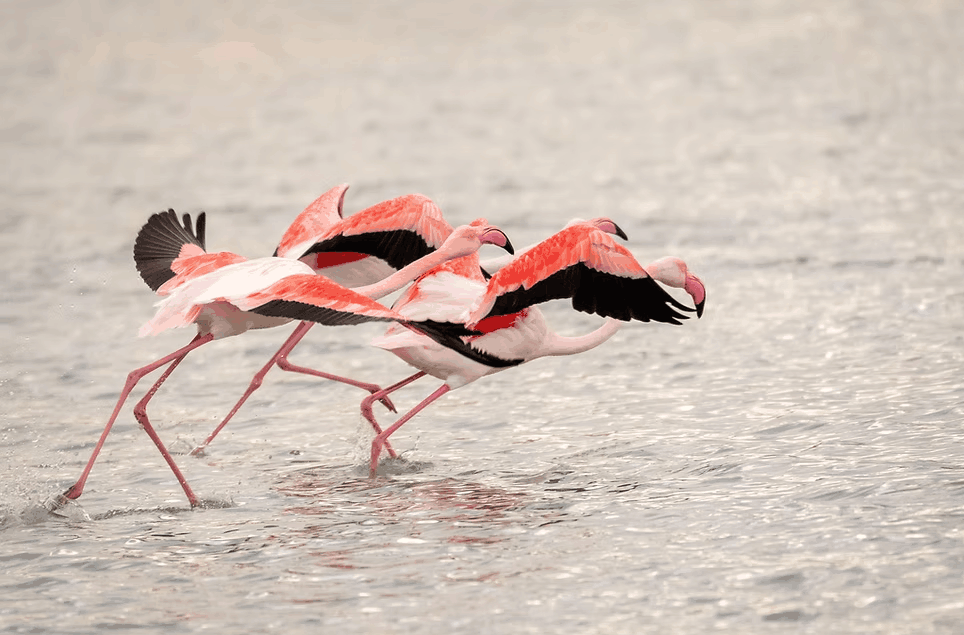 Flamencos rosas en las Salinas de Calpe