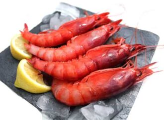 La gamba roja de Dénia: el producto más exclusivo de la Costa Blanca