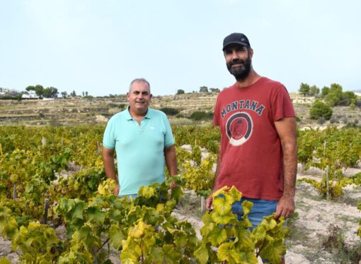 Las altas temperaturas adelantan la vendimia de la uva moscatel en Teulada