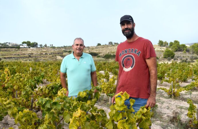 Las altas temperaturas adelantan la vendimia de la uva moscatel en Teulada